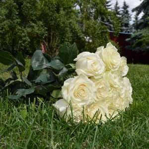 Букет из 15 белых роз мондиаль 60см