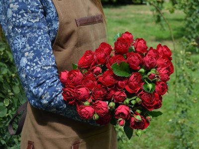 Букет из 15 красных кустовых роз