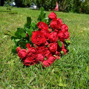 Букет из 15 красных кустовых роз