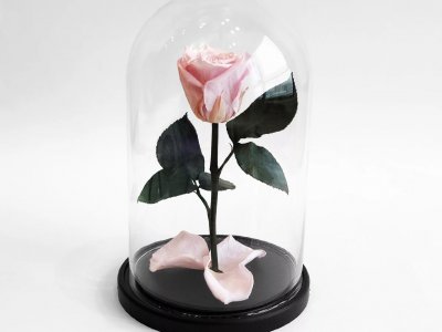 Стабилизированные цветы в стекле
