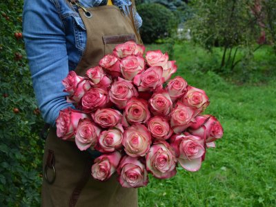 Букет из 25 роз "Paloma"