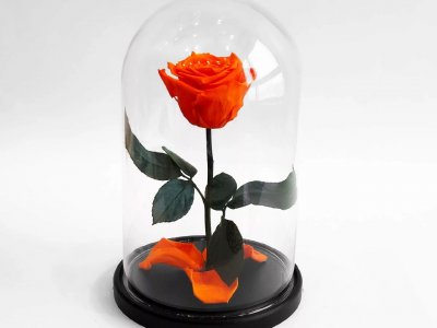 Стабилизированные цветы в стекле
